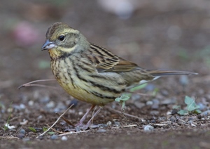 Хөмрөг (Хөхтүрүүт хөмрөг)